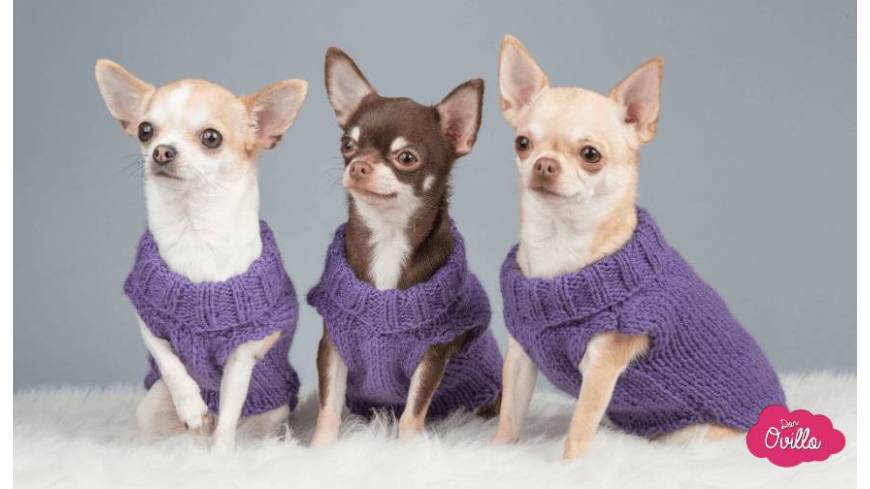 Ideas de jerséis para perros Ideas de jerséis para perros